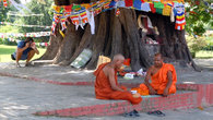 Буддистские монахи под священным деревом