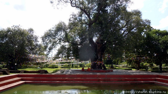 Священное дерево у пруда Лумбини, Непал