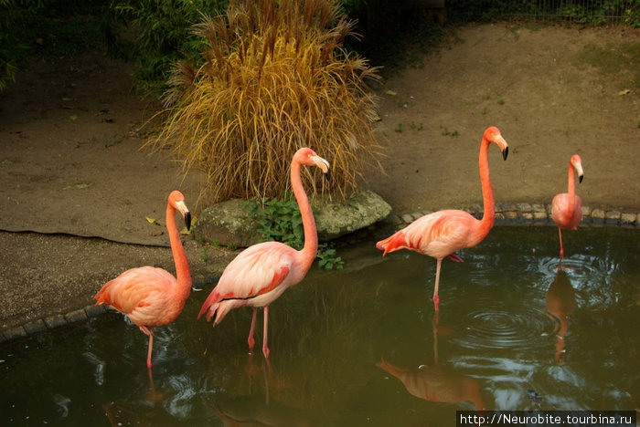 Парк Луизы в Манхайме и розовые фламинго... Мангейм, Германия