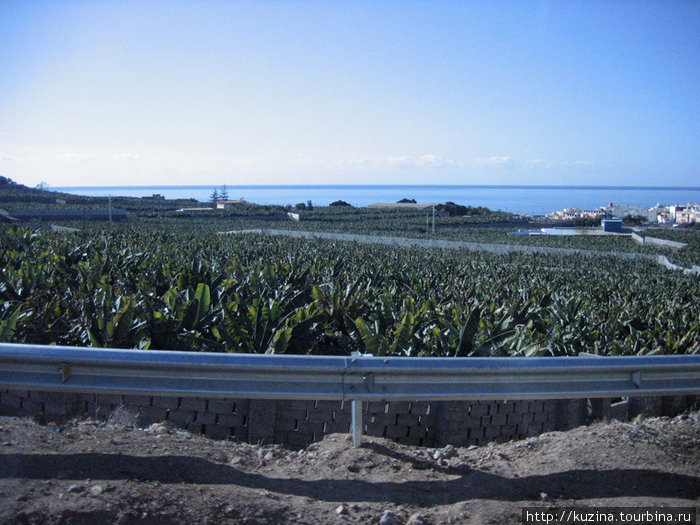 Канарская растительность Канарские острова, Испания