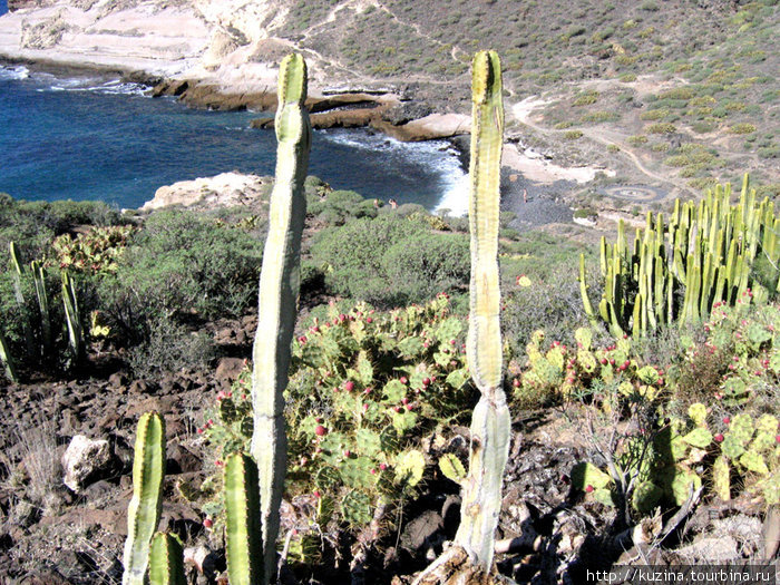 Канарская растительность Канарские острова, Испания