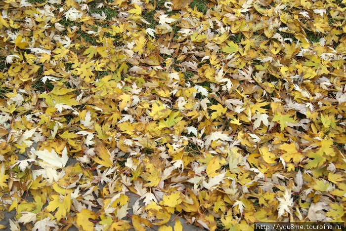 ковер из желтых листьев Брест, Беларусь