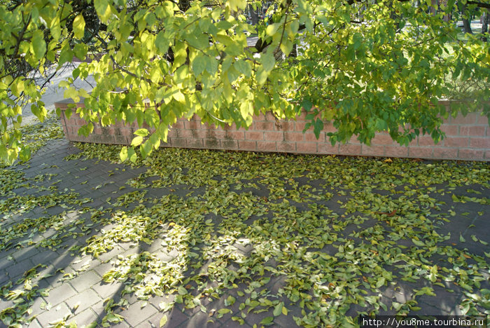 опавшие листья Брест, Беларусь