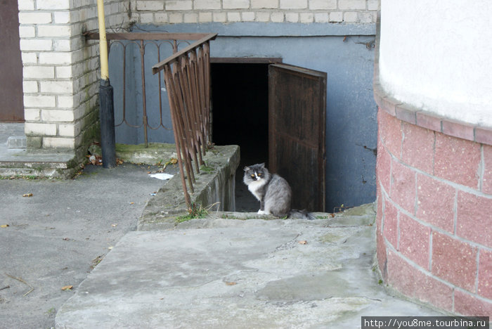 кошка у подъезда Брест, Беларусь