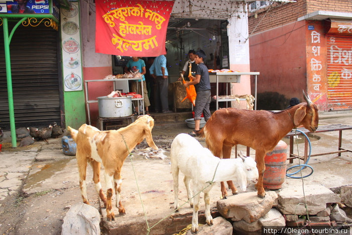 Мясные лавки- страшное дело: Сзади разделывают мясо, справа режут козла, а рядом стоят живые козы и, смотря на всё происходящее, спокойно пожёвывая травку, ждут своей очереди Катманду, Непал