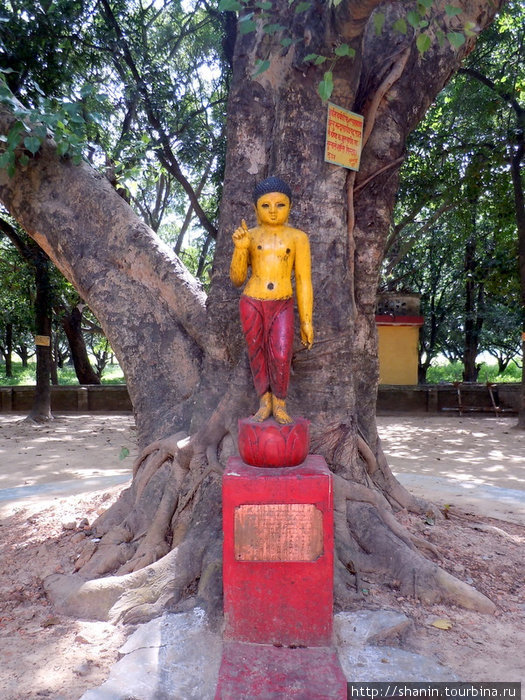 Будда под деревом Лумбини, Непал