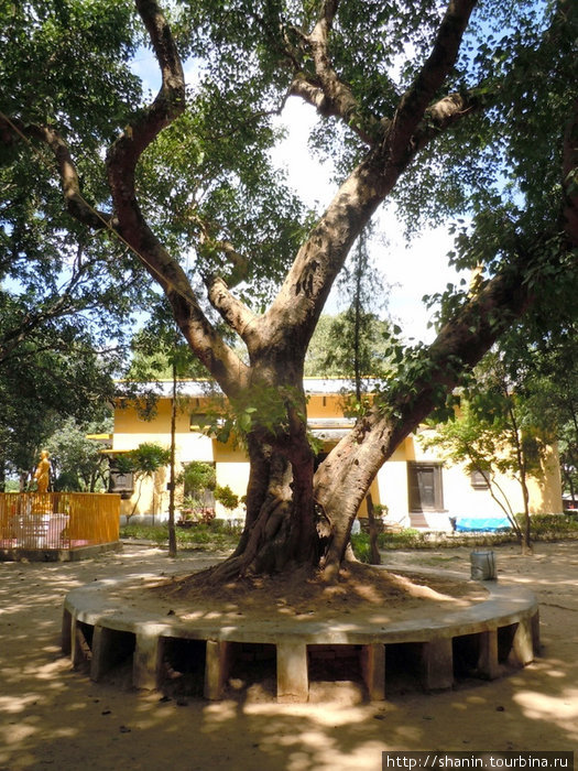 Священное дерево Лумбини, Непал