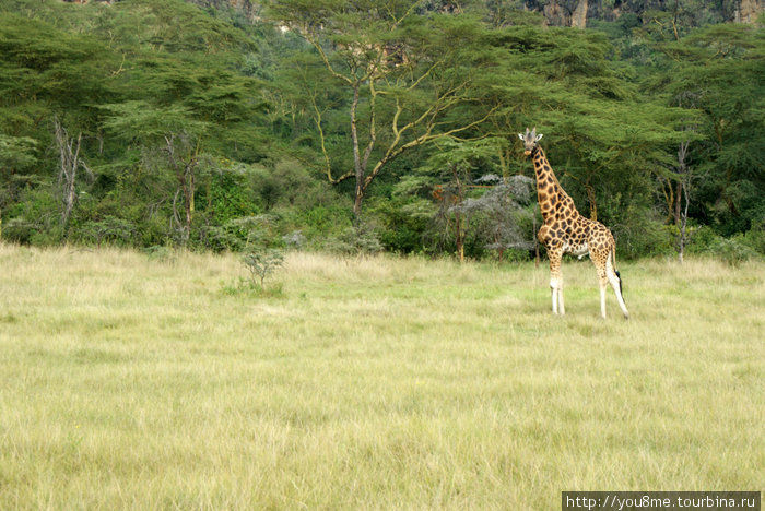 Lake Nakuru Национальный Парк - парк Накуру, Кения