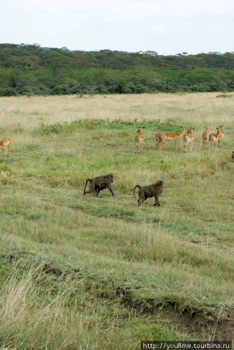Lake Nakuru Национальный Парк - парк Накуру, Кения
