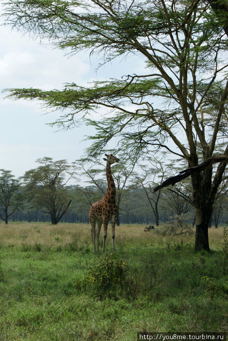 Lake Nakuru Национальный Парк - парк