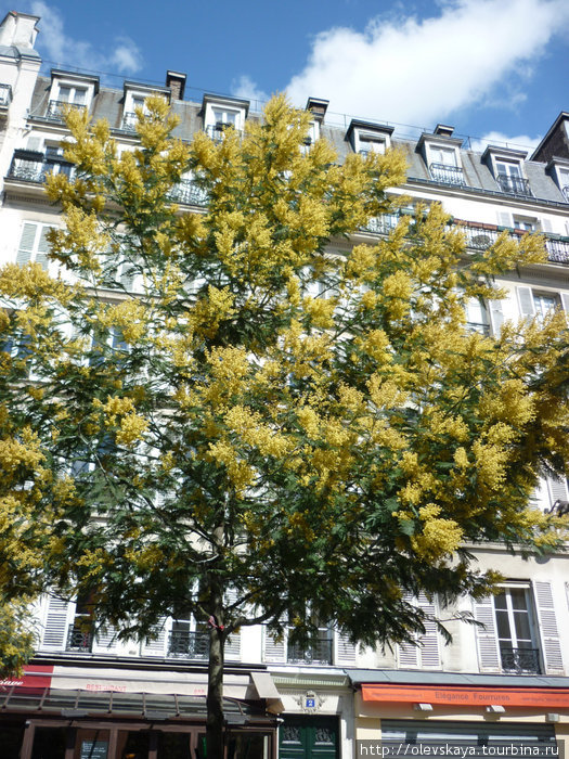 Париж...весна...цветы Париж, Франция
