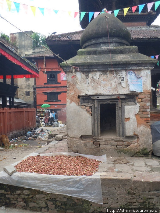 Сушится лук прямо на улице Катманду, Непал