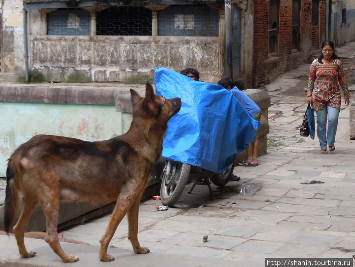 Бродячая собака в Старом городе Катманду, Непал