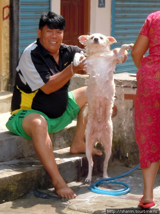 Любимую собаку нача часто мыть Катманду, Непал
