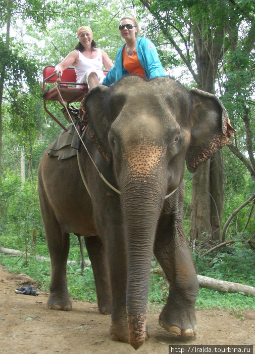 Несмотря на то, что скамейка, на которой мы разместились, была прочно укреплена на могучей слоновьей спине, во время крутого спуска к воде слон принимал почти вертикальное положение — было страшно... Таиланд