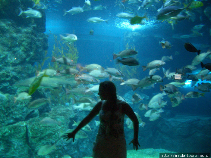 Bangkok.Океанариум вмещает более 4-х миллионов литров воды (3 Олимпийских бассейна) и предоставляет уникальную возможность воочию полюбоваться на обитателей морских глубин. Таиланд