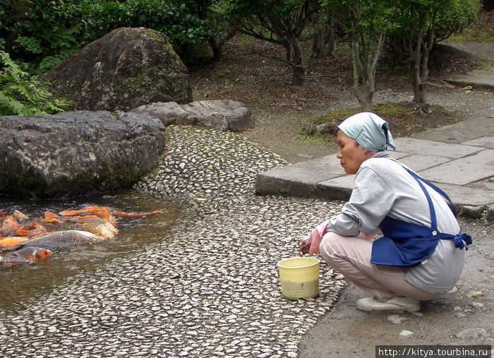 Время кормления карпов в пруду Айзувакамацу, Япония