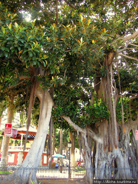 Шагающий фикус. По-научному Ficus macrophylla.