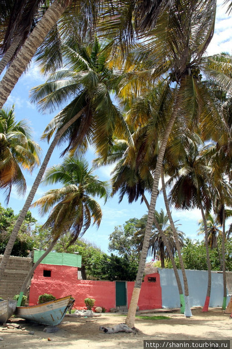 Пальмы Пампатар, Венесуэла