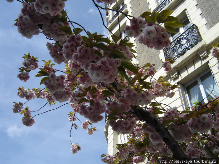 Париж...весна...цветы Париж, Франция