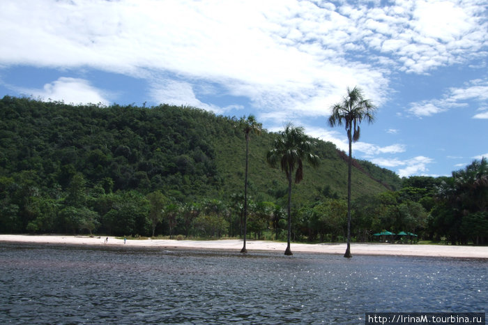 Знаменитые три пальмы лагуны Канайма Национальный парк Канайма, Венесуэла