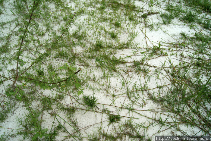 трава на песке цепляется за него, чтобы не смыло и не унесло ветром :) или это водоросли такие Острова Сесе, Уганда