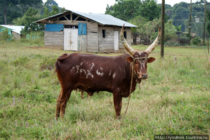типичная африканская корова Острова Сесе, Уганда