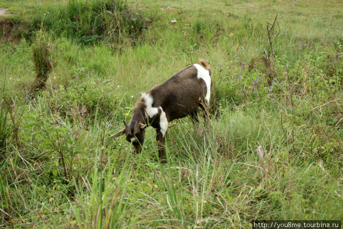 коза пасется Острова Сесе, Уганда