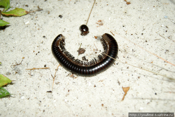 червячки — многоножки Острова Сесе, Уганда