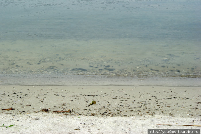 прозрачная вода, тут водятся бегемоты ) Острова Сесе, Уганда