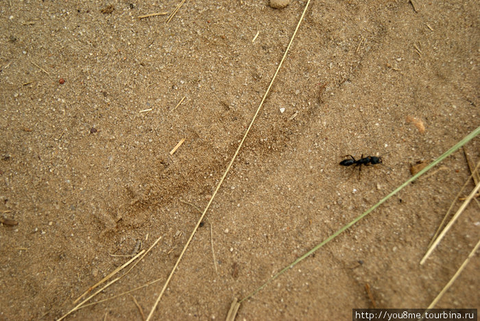 муравей на дороге Острова Сесе, Уганда