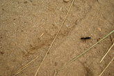 муравей на дороге