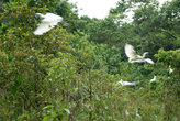 белые птицы в кустах
