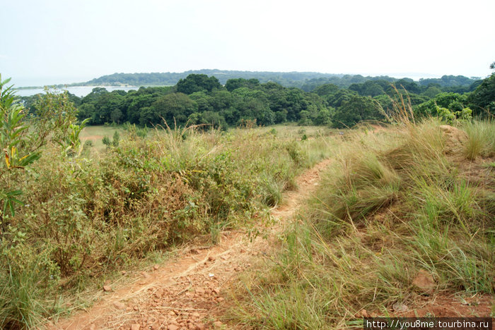 дорога через поле Острова Сесе, Уганда