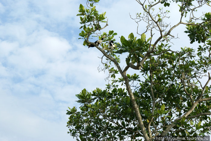 большие птицы на деревьях Острова Сесе, Уганда