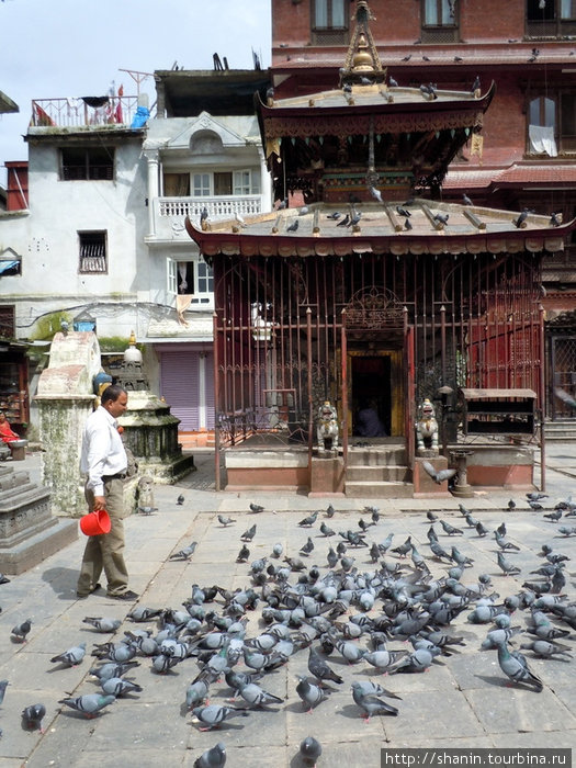 Птицы на площади у пагоды Катесимбху Катманду, Непал