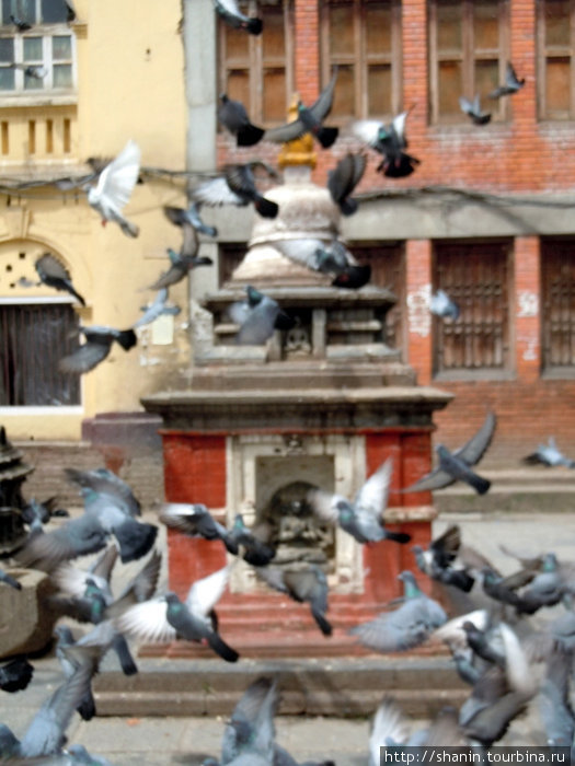 Птицы и ступа Катманду, Непал
