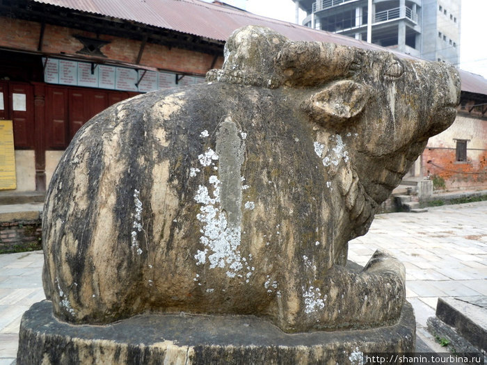 Священная каменная корова Катманду, Непал