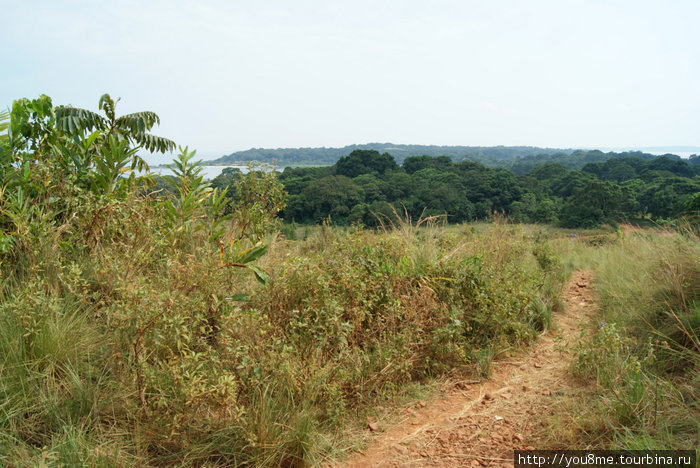 дорога через поле Острова Сесе, Уганда