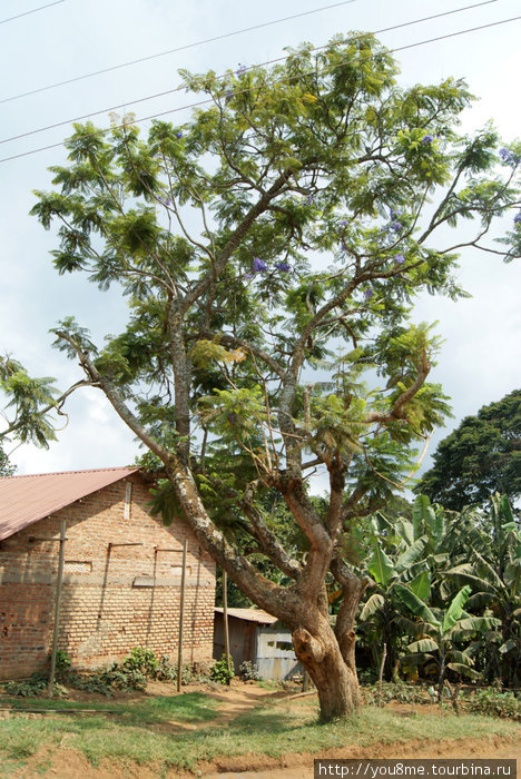 дерево с синими колокольчиками Острова Сесе, Уганда