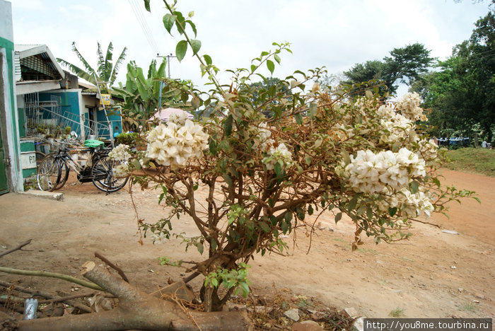 цветущее дерево, обсыпанное дорожной пылью Острова Сесе, Уганда