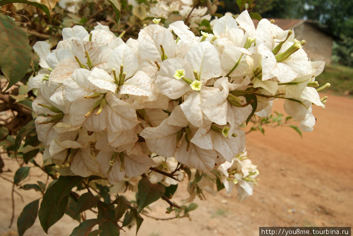 налет красной пыли на белых цветах Острова Сесе, Уганда