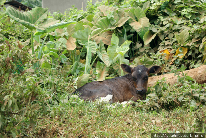 теленок в кустах Острова Сесе, Уганда