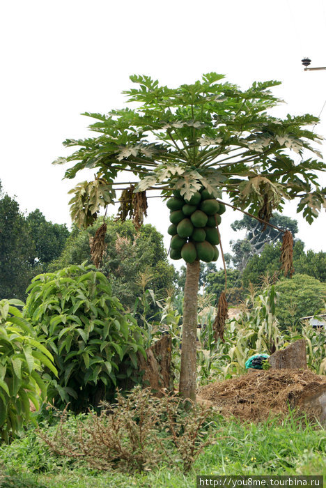 фруктовое дерево Острова Сесе, Уганда