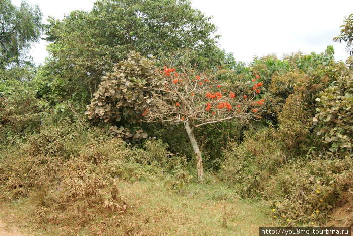 огонь дерево Острова Сесе, Уганда