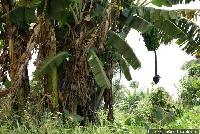 пальмы с созревшей гроздью зеленых бананов — из них делают гарнир вроде картошки Острова Сесе, Уганда