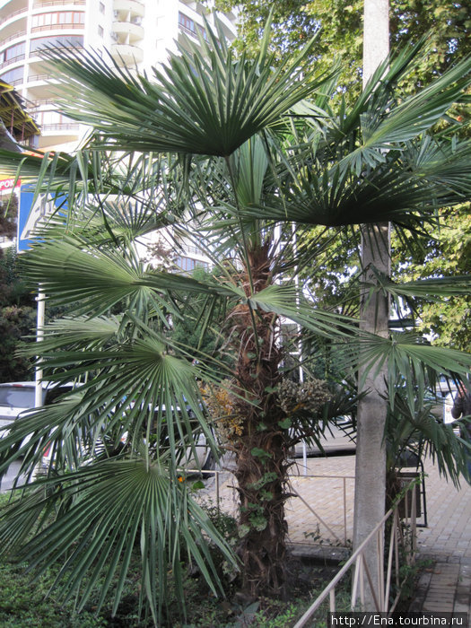 И в октябре здесь зеленеют пальмы Адлер, Россия