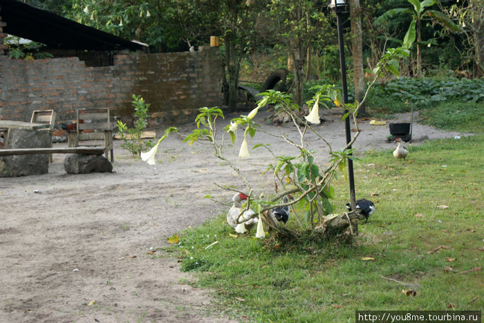 непонятные утки Острова Сесе, Уганда