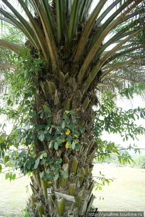ствол пальмы Острова Сесе, Уганда