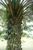 ствол пальмы